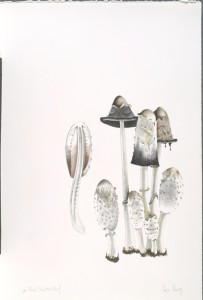 The Mushroom book. Page 9